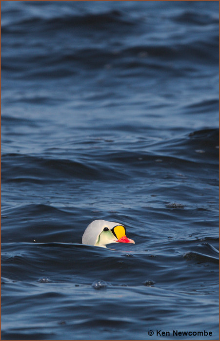 King Eider